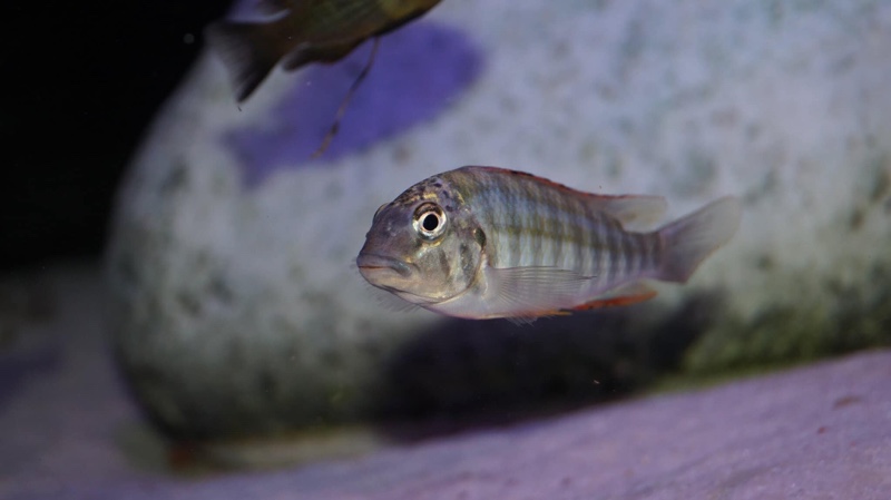 Simochromis diagramma 'Isanga Bay'